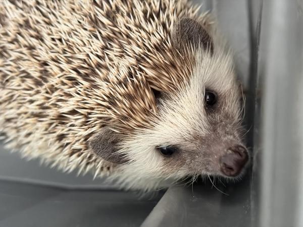 JEŻE - WARSZTATY PRZYRODNICZE